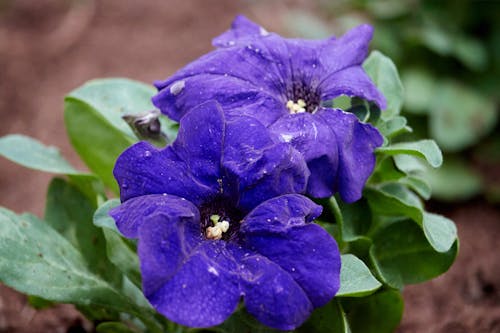 Gratis stockfoto met petunia violacea lindl