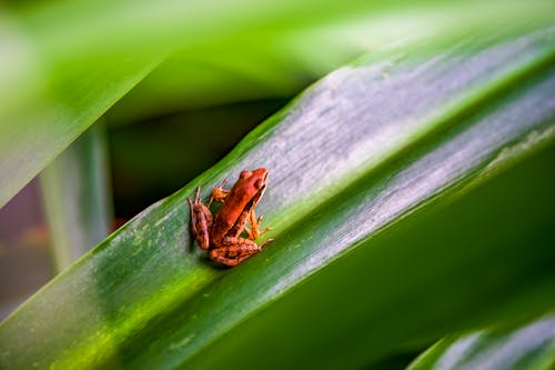 Frog on Green Leaf