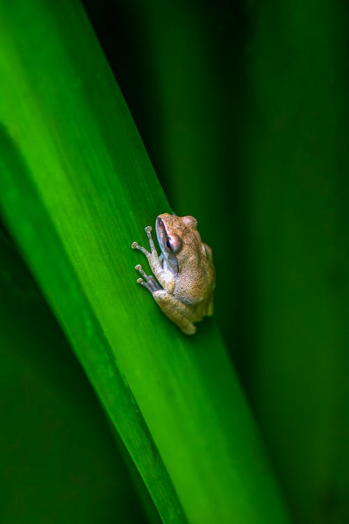 Green Frog on Green Leaf