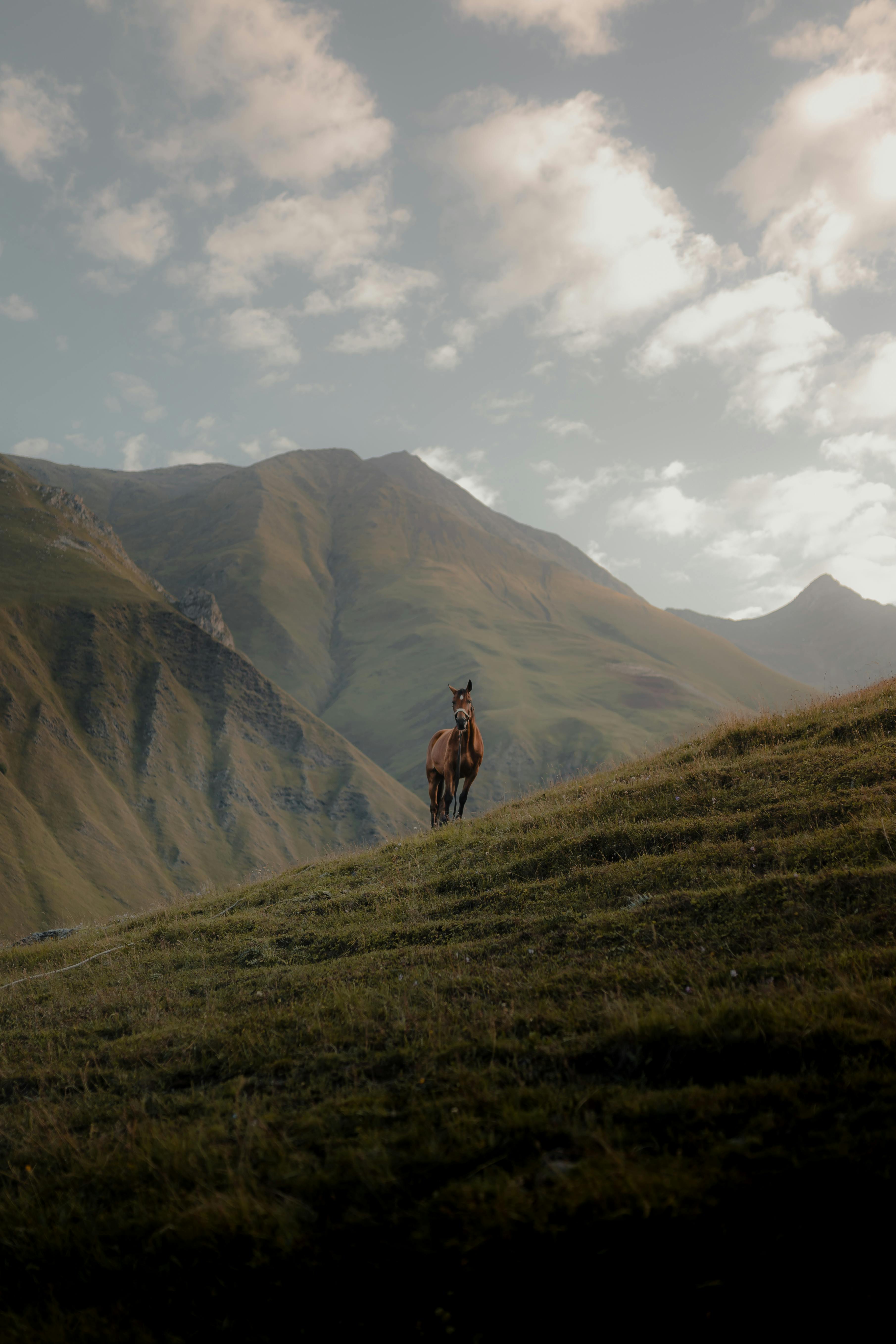 A lone horse stands on a grassy slope in the mountains of North Ossetia–Alania.