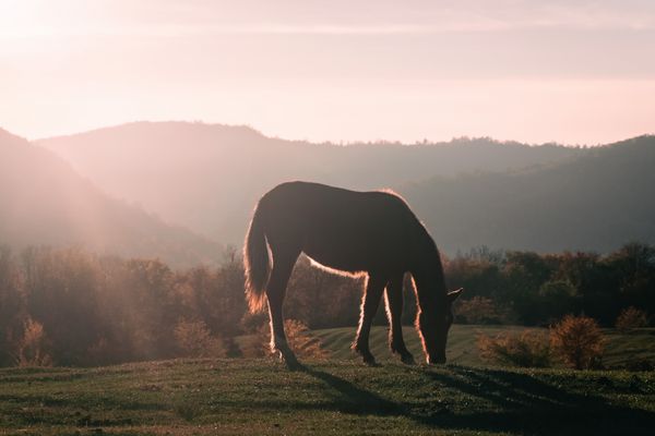 A silhouetted horse grazing in a sunlit pasture — photo by Gleb Lucky on Pexels