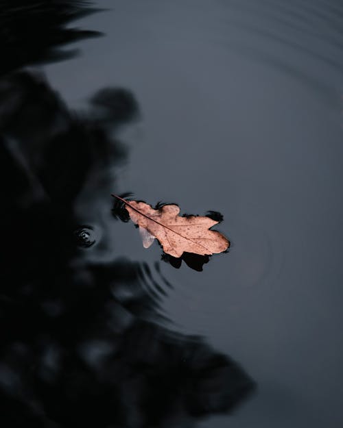 A Leaf Floating on the Water 