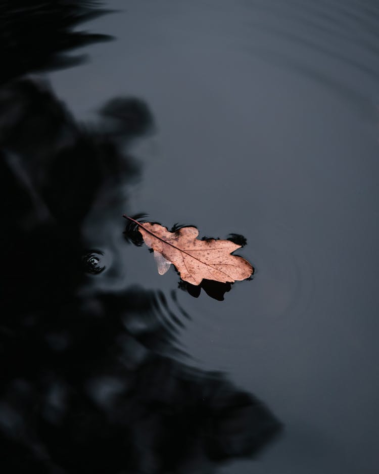 A Leaf Floating On The Water 