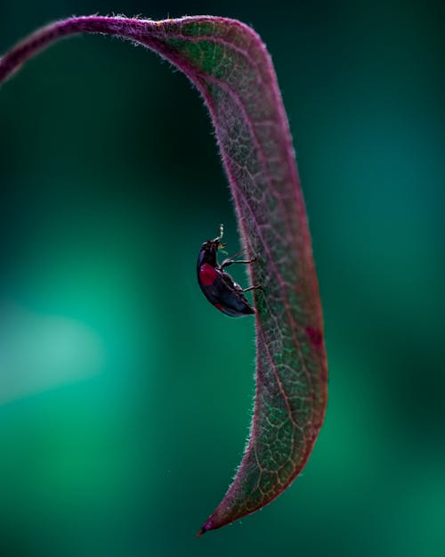 Small Bug Walking up Leaf