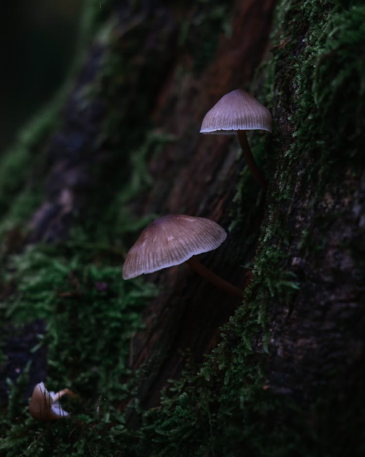 Mushrooms Growing On Tree Bark