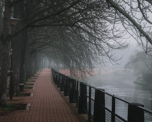 Leafless Trees Beside the River