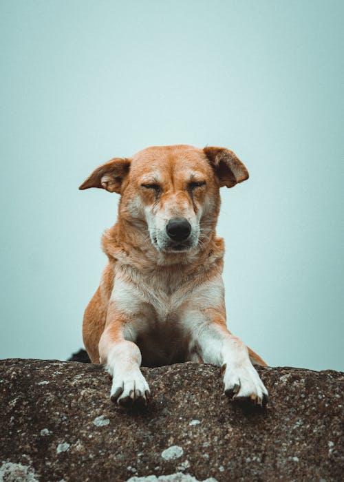 Brown Dog in Close Up Shot