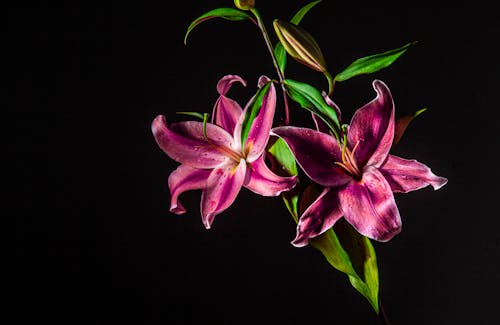 Foto stok gratis background hitam, berkembang, bunga-bunga