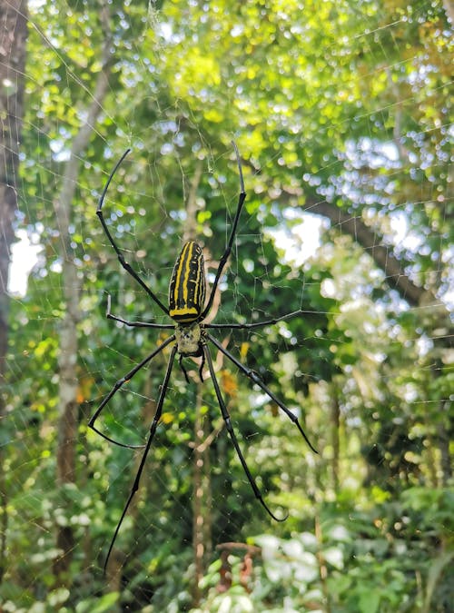 altın küre ağı, animalia, nefila piletleri içeren Ücretsiz stok fotoğraf