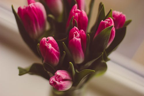 무료 핑크 튤립 꽃의 선택적 초점 사진 스톡 사진