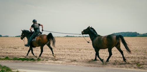 Δωρεάν στοκ φωτογραφιών με άλογα, άμμος, άνθρωπος