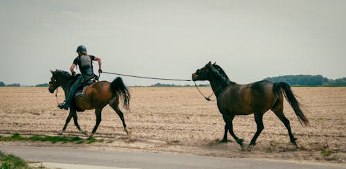 Fotos de stock gratuitas de animales, arena, caballos