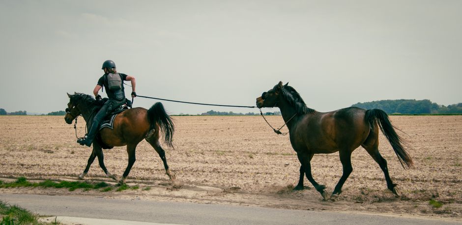 half|horse trainer leading a horse