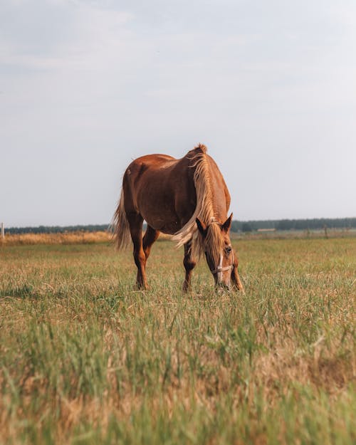 Foto profissional grátis de animais selvagens, campo de grama, cavalo