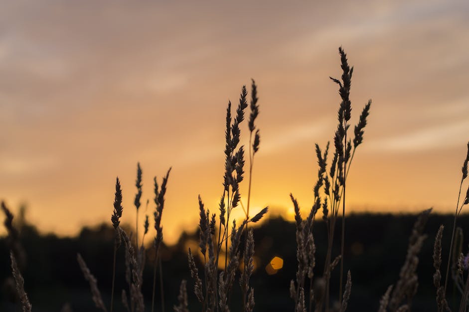 Brown Wheat during Sunset · Free Stock Photo