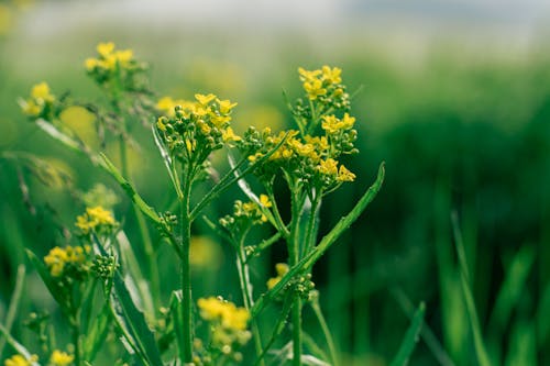 Close-up of a Green Plants with Small Yellow Flowers