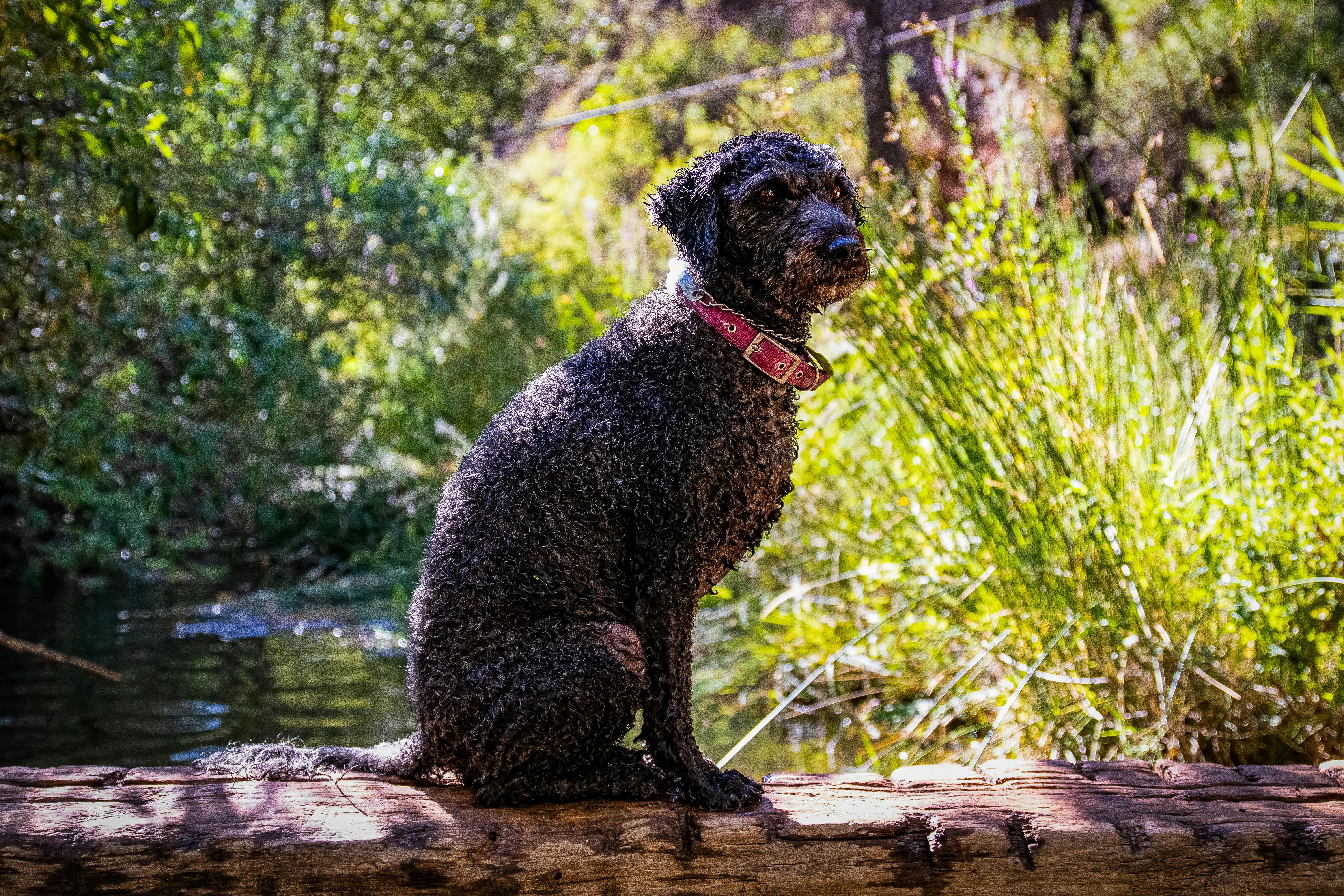 Spanish Water Dog image