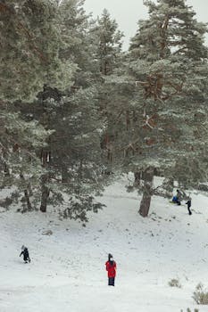 People enjoying snow activities in a coniferous forest during winter.
