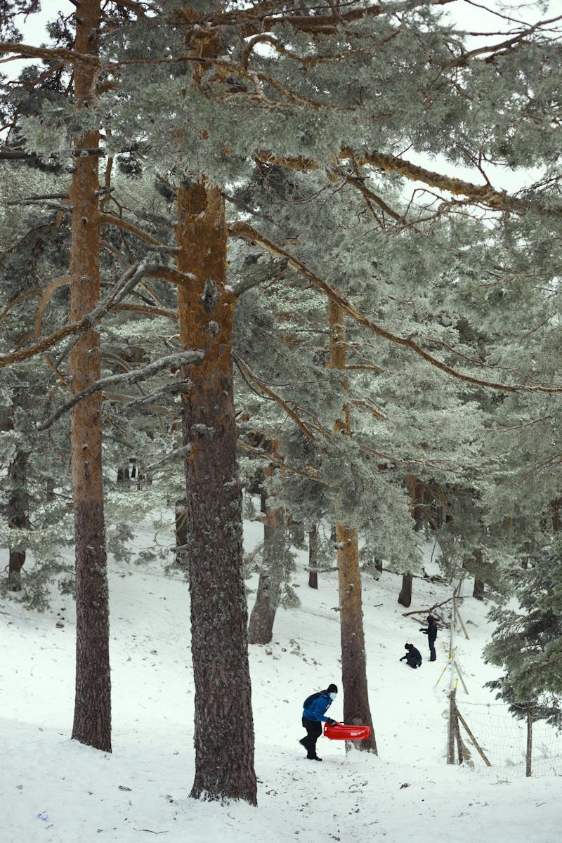 A Trees on a Snow Covered Ground