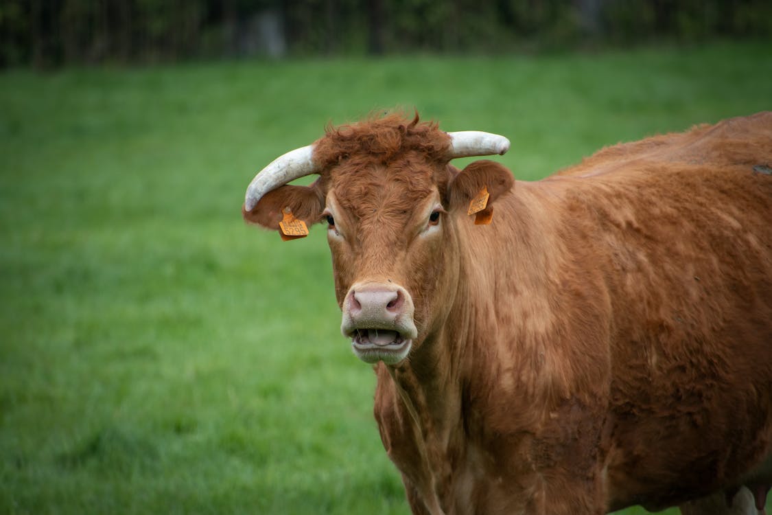 A Cow with Tags Standing on the Green Grass