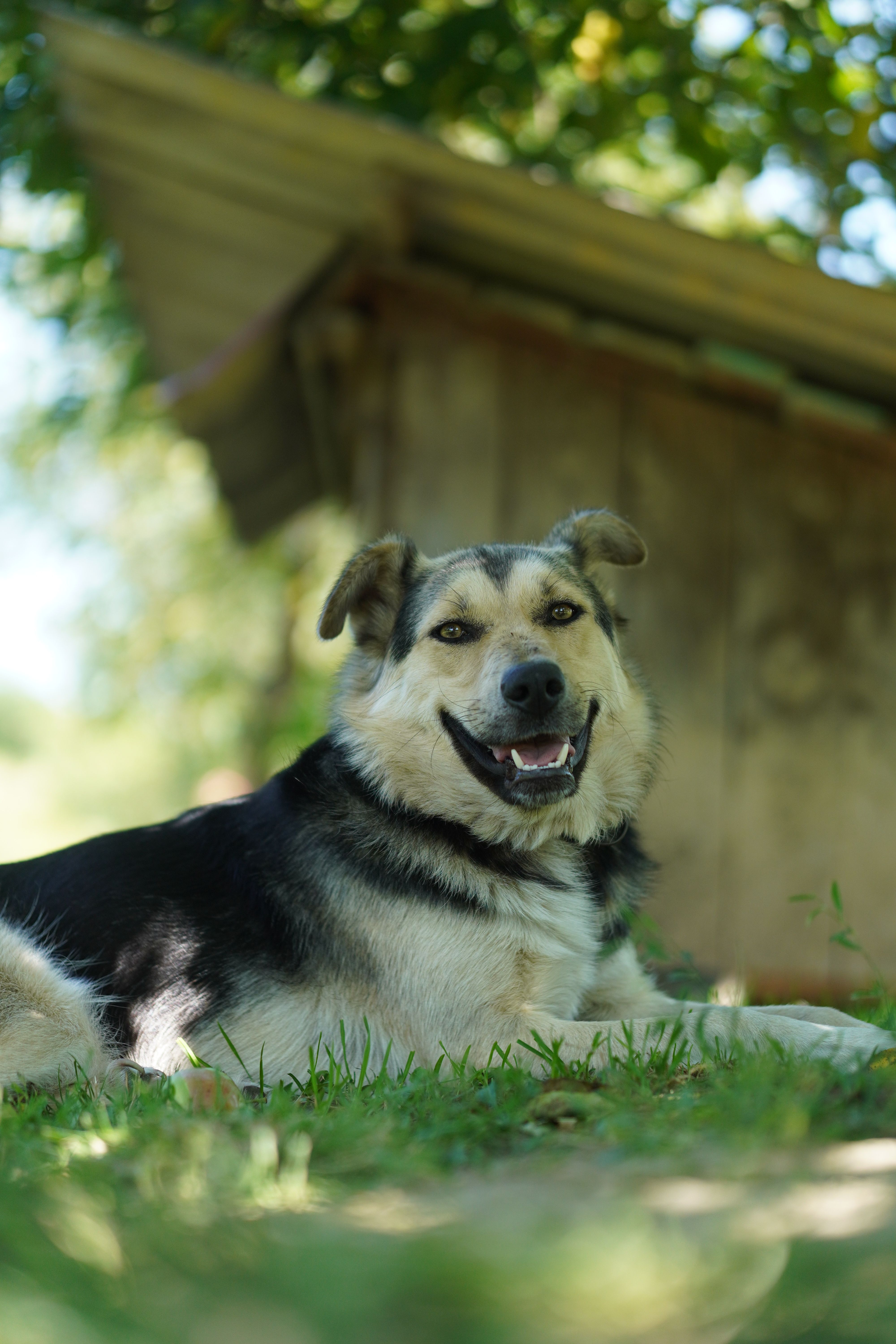 A Brown Dog Sitting on the Green Grass · Free Stock Photo