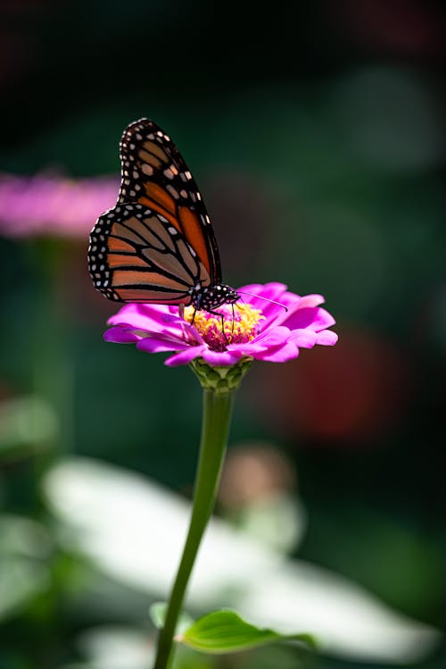 Foto profissional grátis de borboleta, flor, foco raso