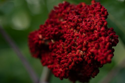 Free Detailed macro shot of red sumac berries against a lush green background, showcasing natural beauty. Stock Photo