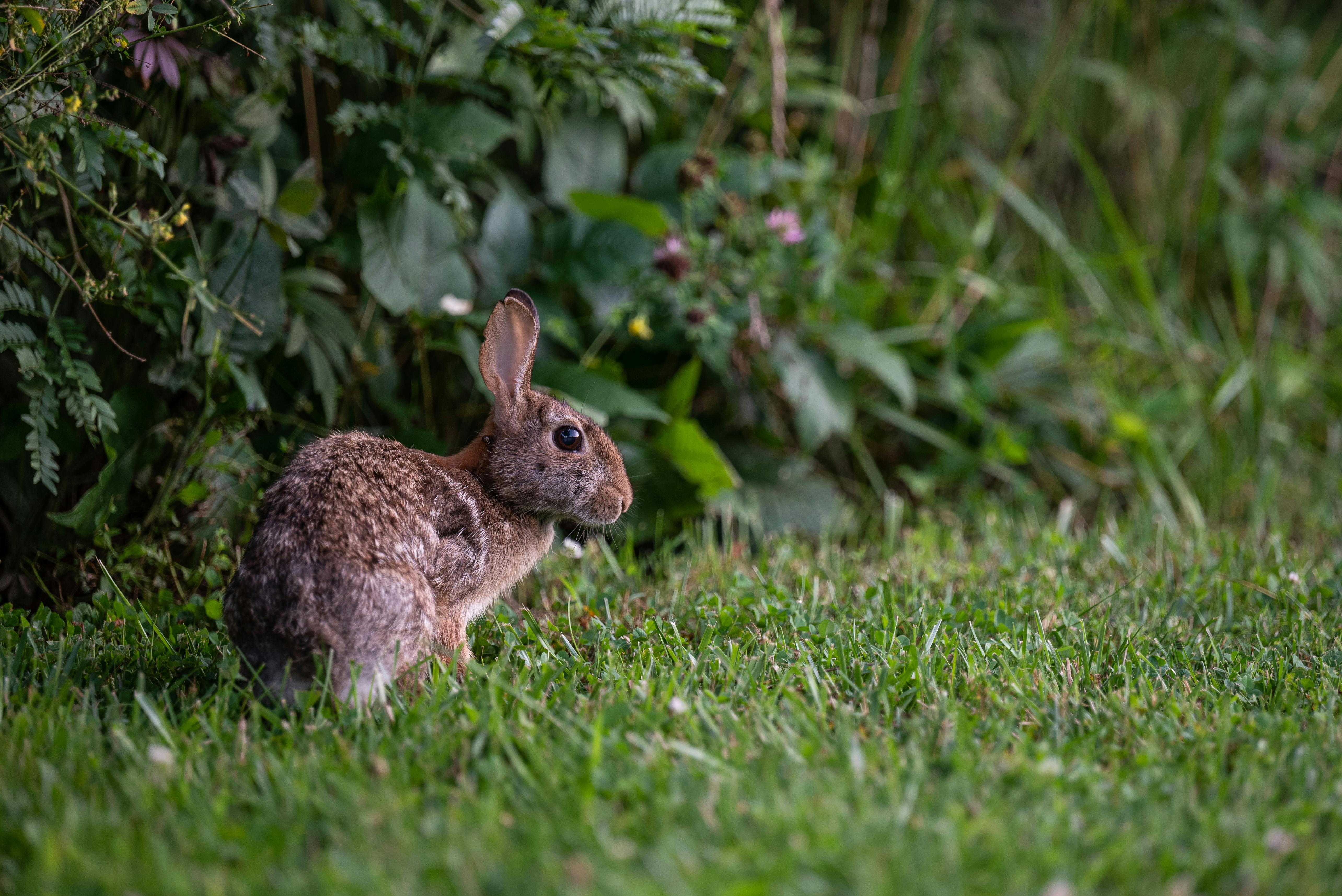 a rabbit on green grass