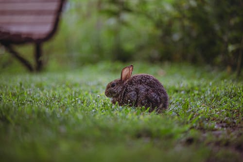 Fotobanka s bezplatnými fotkami na tému cicavec, králik, tráva
