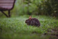Brown Rabbit on Green Grass