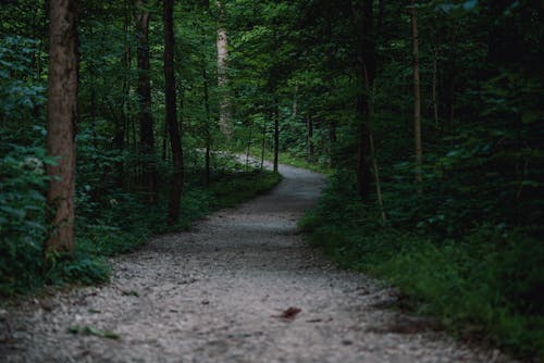 Základová fotografie zdarma na téma cesta, les, špinavá cesta