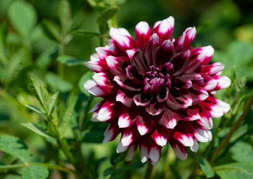 Free A Dahlia Pinnata Flower in Full Bloom Stock Photo