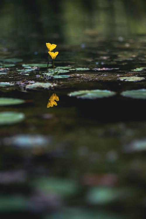 Gratis stockfoto met detailopname, gebied met water, gele bloemen