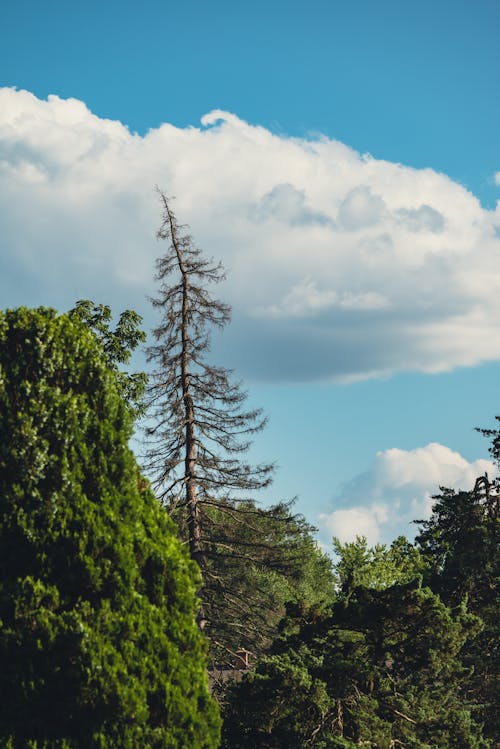Kostenloses Stock Foto zu blauer himmel, grüne bäume, laub