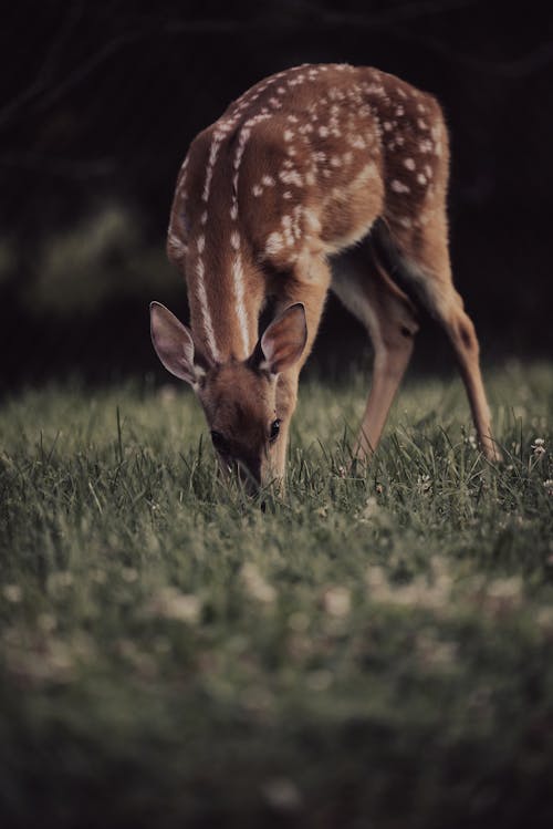 Brown Deer on Grass