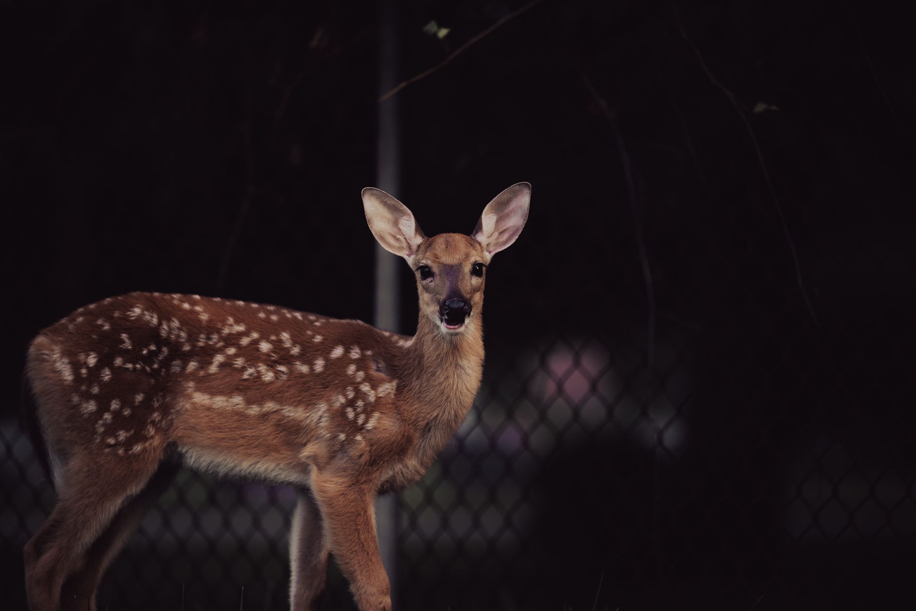 Bambi