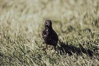 Close-Up Shot of a Bird on the Grass