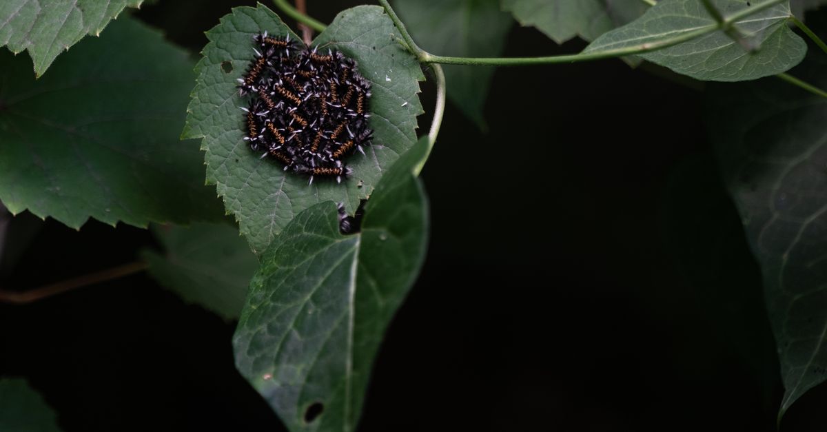 Photo by Chris F Cluster of hairy caterpillars on a green leaf, showcasing entomology details.
