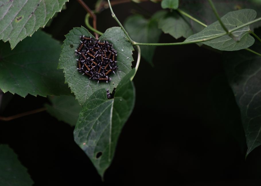 Photo by Chris F Cluster of hairy caterpillars on a green leaf, showcasing entomology details.