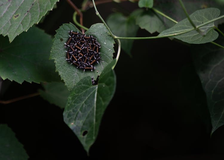 Caterpillars On Green Leaves