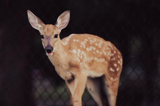 Captivating close-up of a young deer in a zoo enclosure, showcasing its spotted coat.