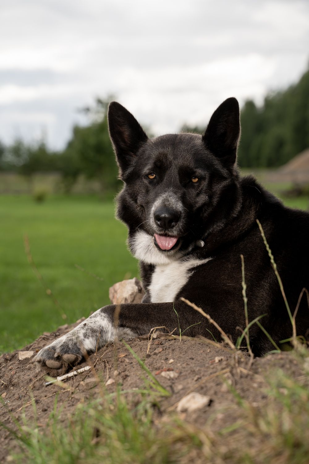 Karelian Bear Dog, photo 3