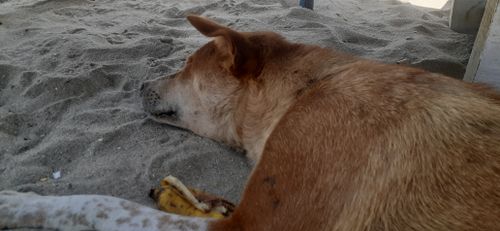 Free stock photo of beach, dog, sea Stock Photo