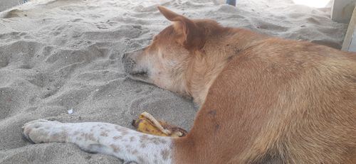Free stock photo of beach, dog, sand Stock Photo