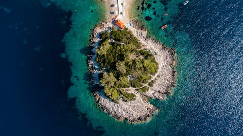 Aerial View of Green Trees Near the Ocean