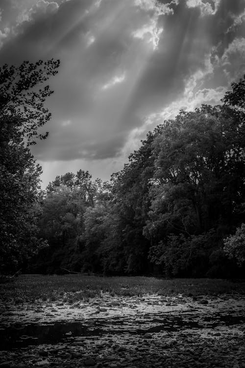 Gratis stockfoto met bomen, eenkleurig, grayscale