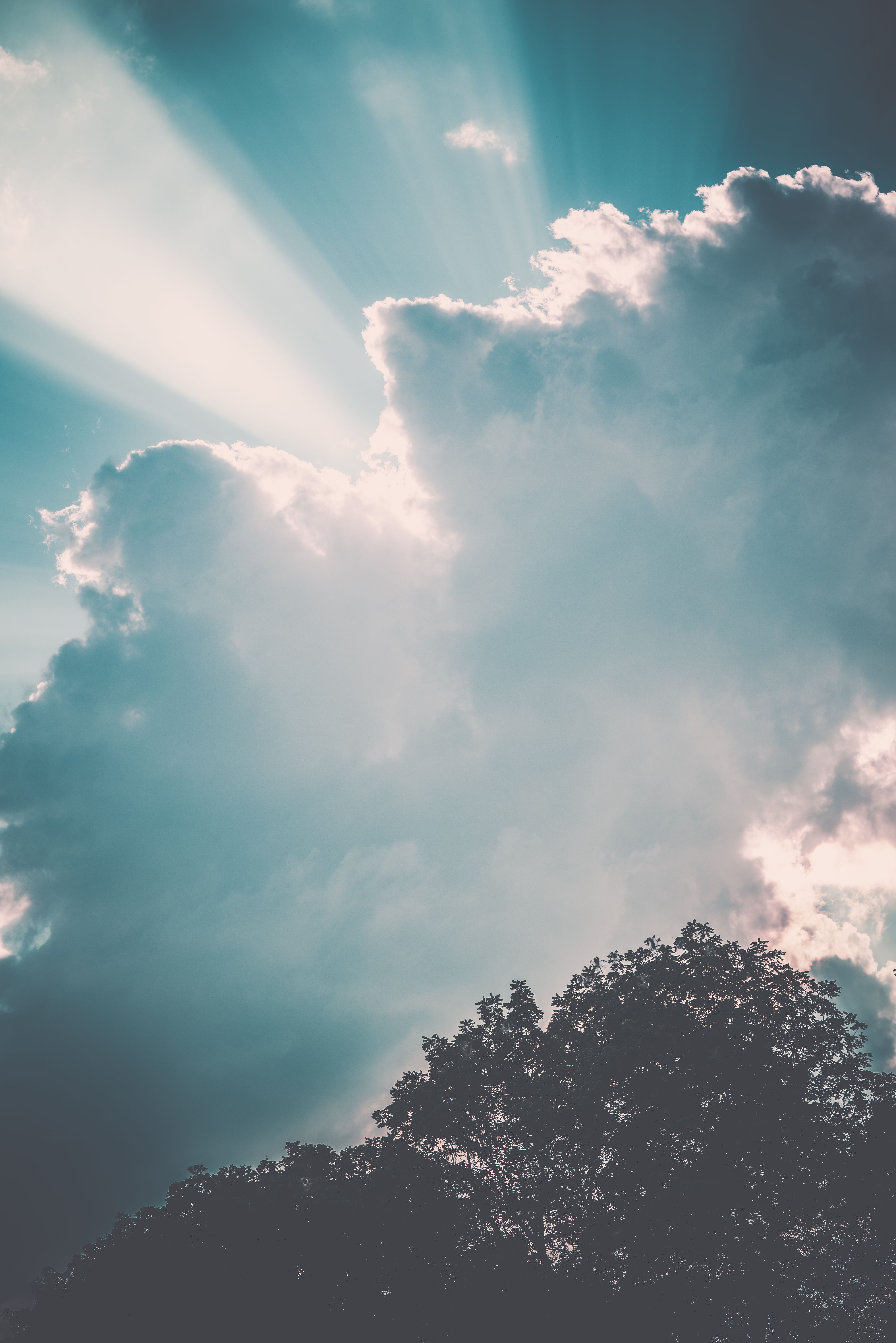 Green Tree Under White Clouds and Blue Sky · Free Stock Photo