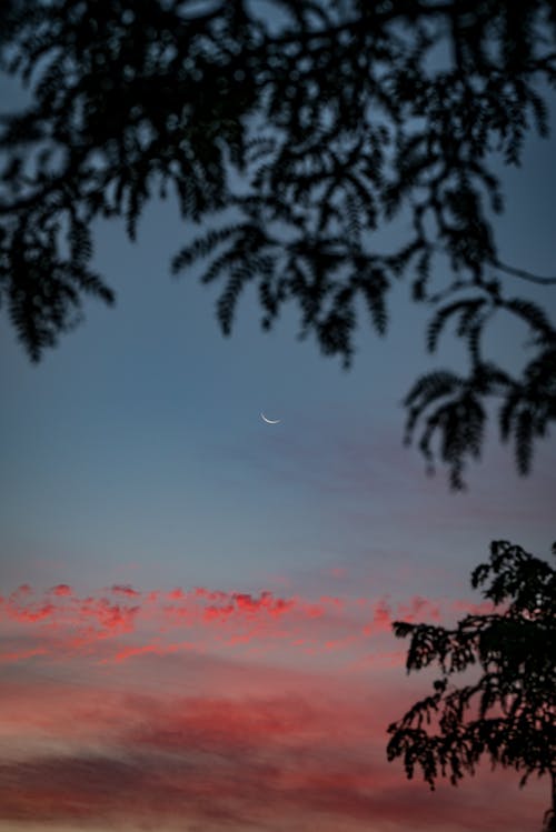 Silhouette of Leaves during Sunset