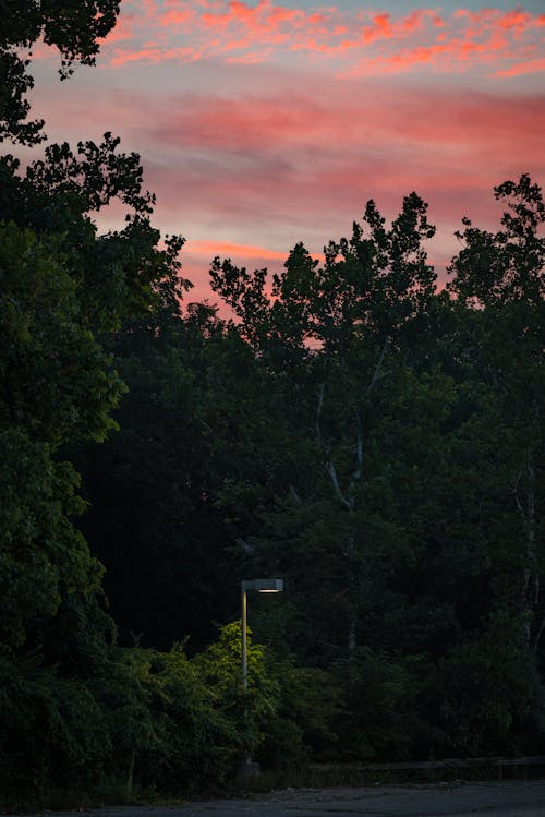 Photos gratuites de arbres, ciel orange, lampadaire