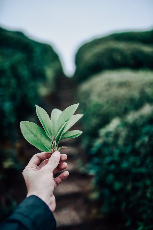 Free Person Holding Green Leaves Stock Photo